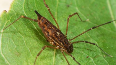 assamiidae.jpg
