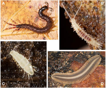 Fernandez et al. 2018