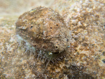 Haliotis sp. (abalone), Okinawa, Japan